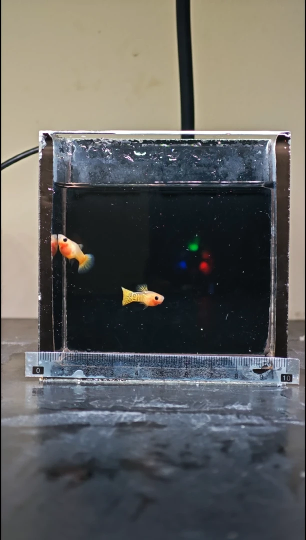 孔雀鱼黄化黄蕾丝玻璃猫1对