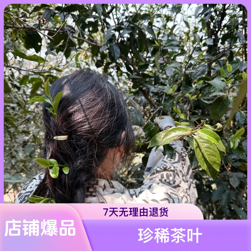 2025年易武飞天麻黑古树茶头春珍稀茶叶花香馥郁普洱生茶散