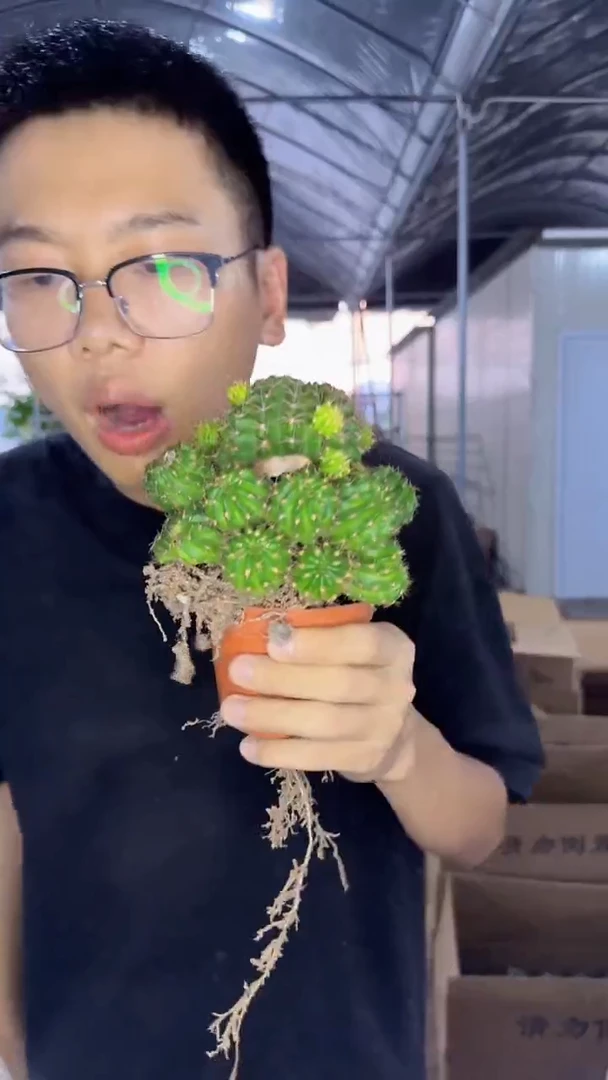 2颗 荷花 丽花群生【带根】