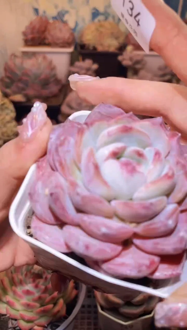 【闪购商品】134朱鹮