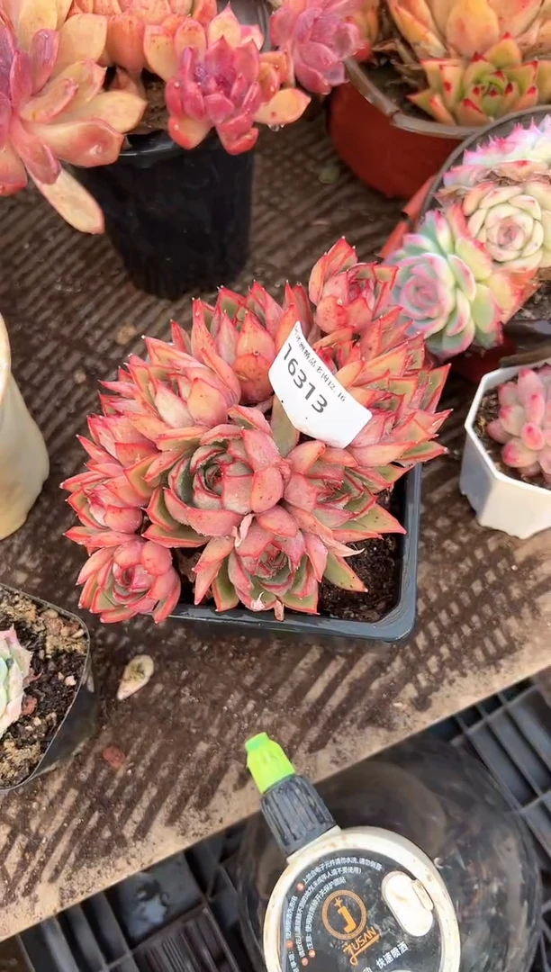 m*多肉植物一物一拍16313