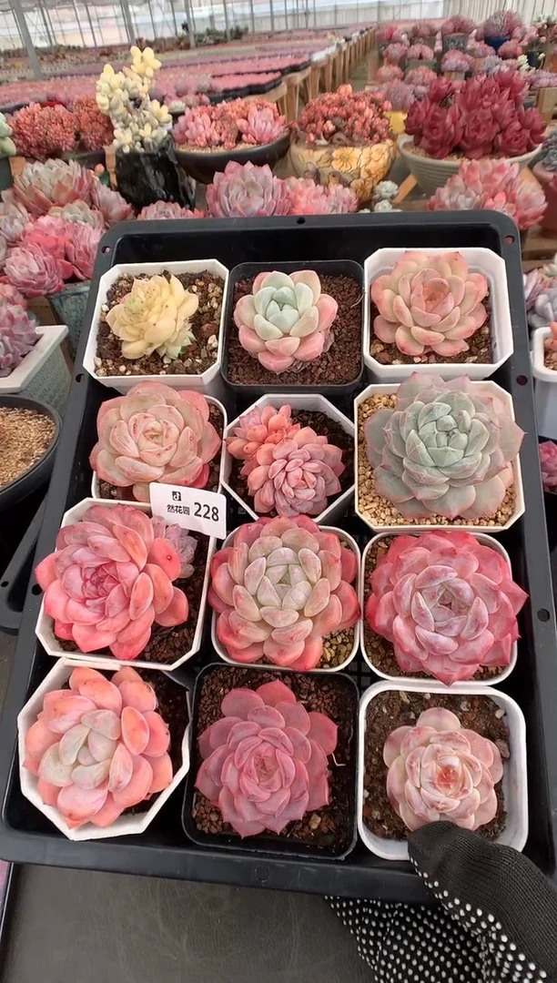 228糖心多肉植物一物一拍12棵