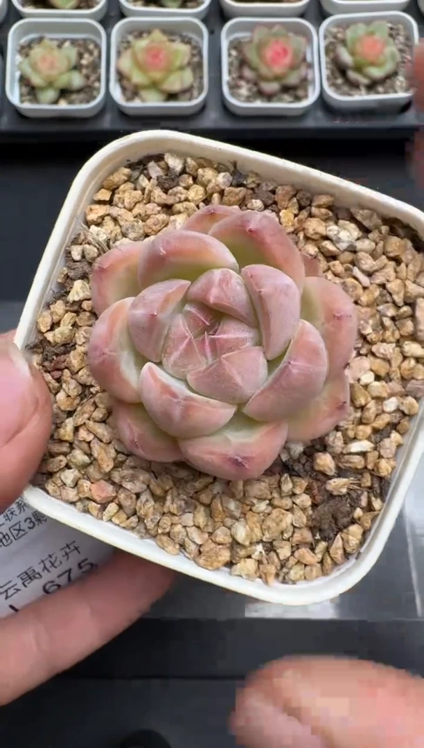 672L当天拍3颗包柚 带盆土纸巾打包 云禹花卉 珍妮多肉植物