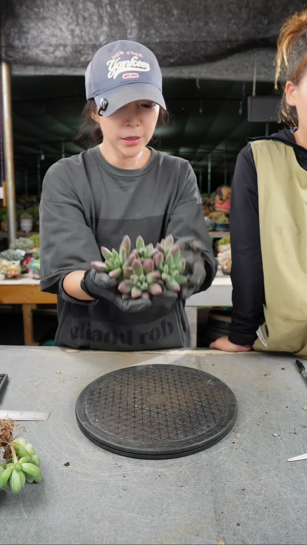 ❄****️5096号摩登女郎系列