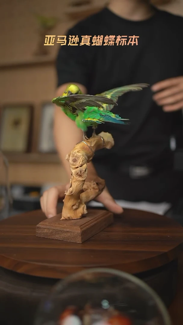 睿*动物标本摆件E149