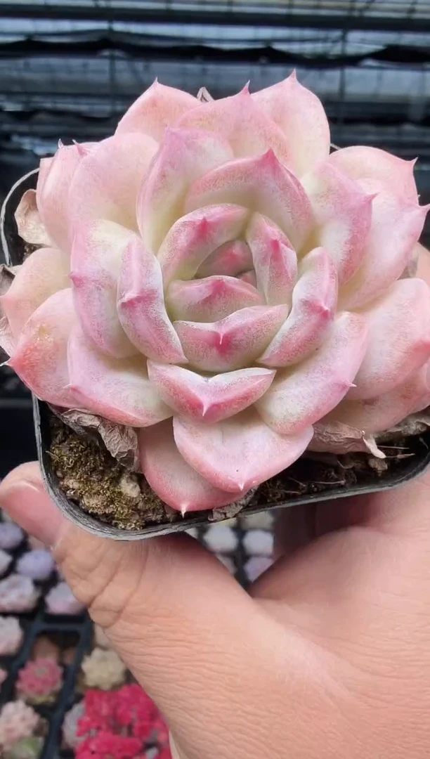 东云多肉园新款-468