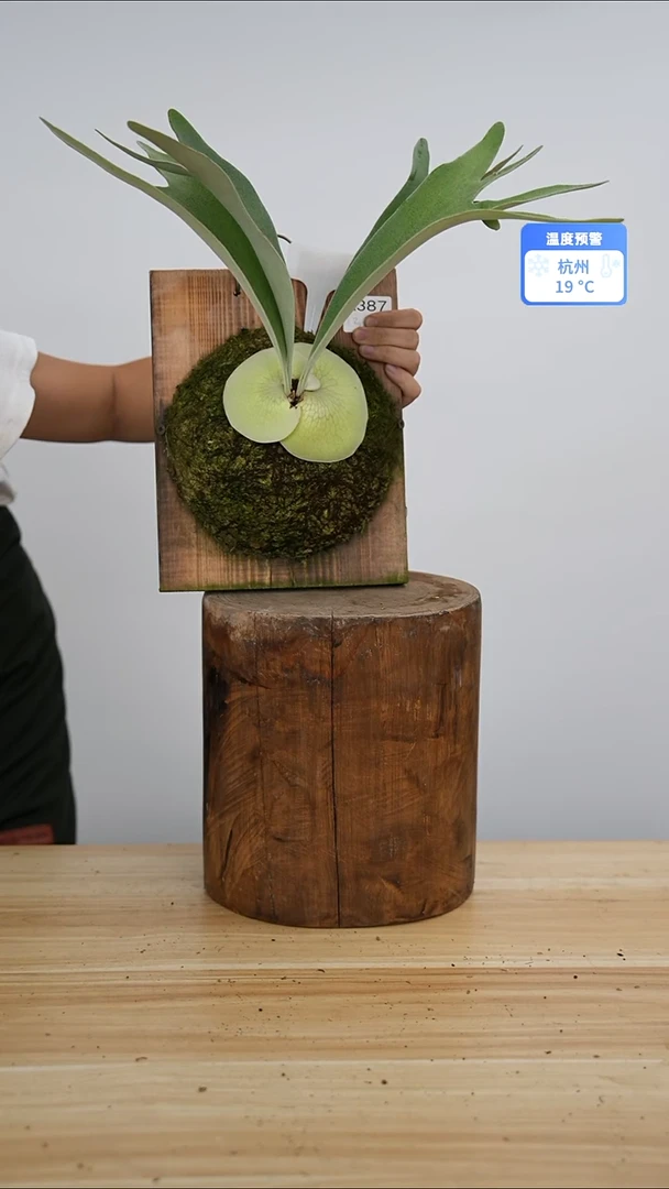 完全开放a387塞尔索鹿角蕨