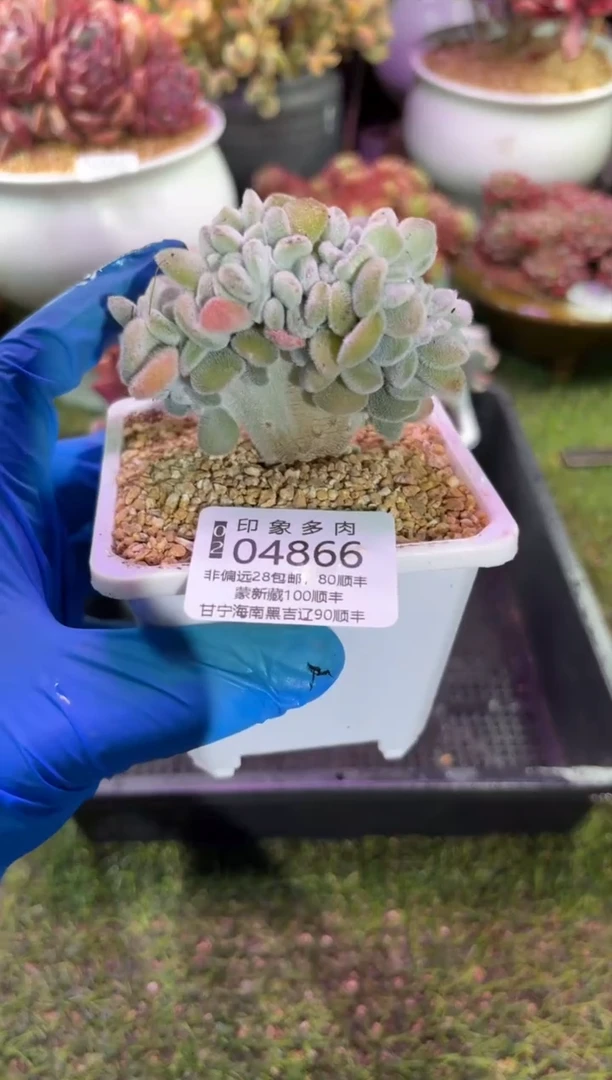 【闪购商品】04866