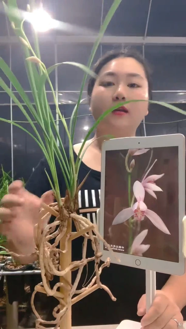 当前无花朵，栽培后可花朵倒**。白如玉