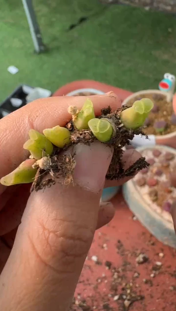 美丽的肉石头10-143一颗