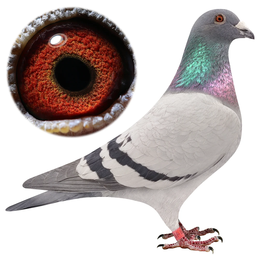 信鸽 种鸽 成绩鸽大棚天落鸟 原环成绩鸽