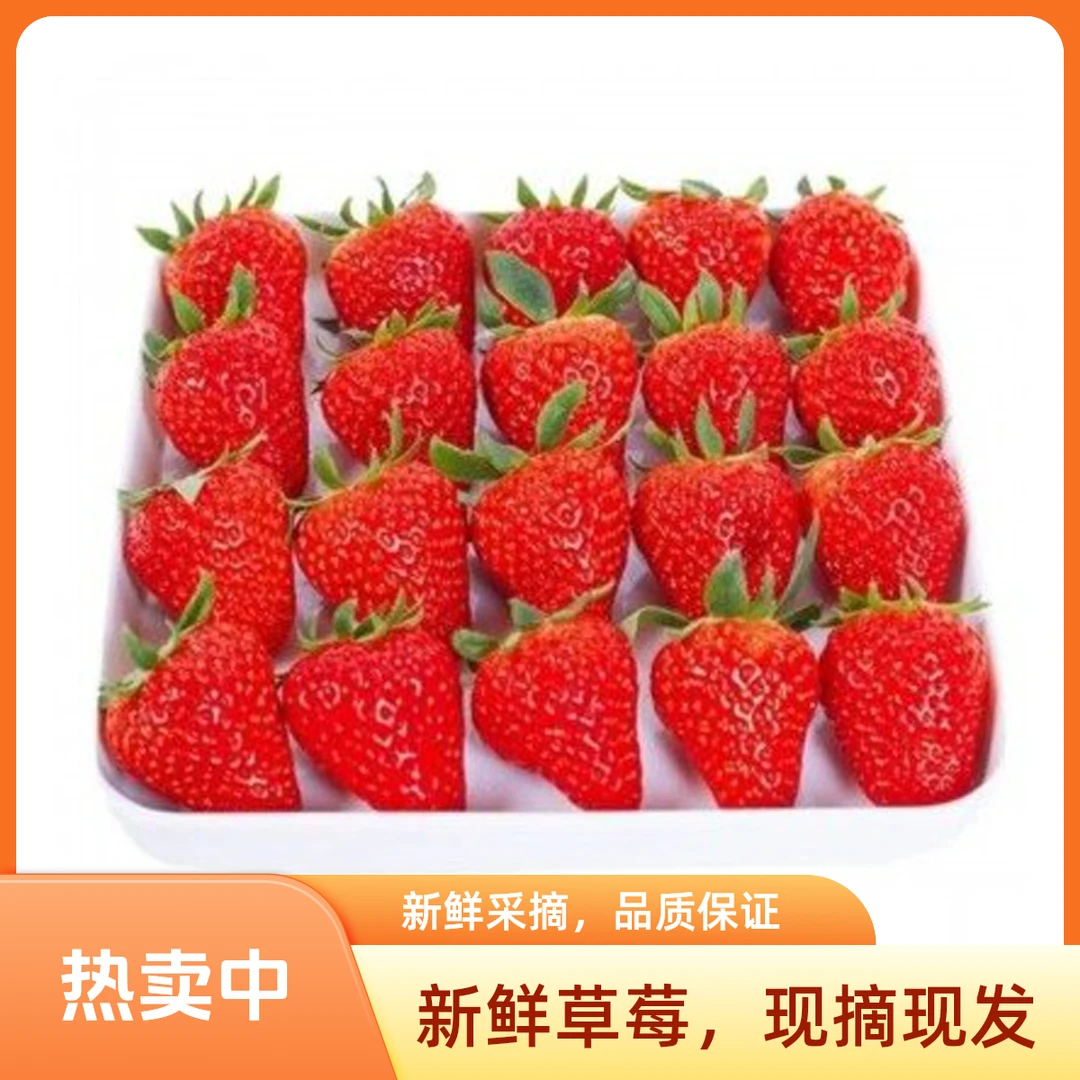 （大果）丹东99草莓大果当天现摘先发牛奶草莓