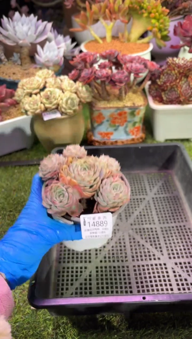 【闪购商品】14889