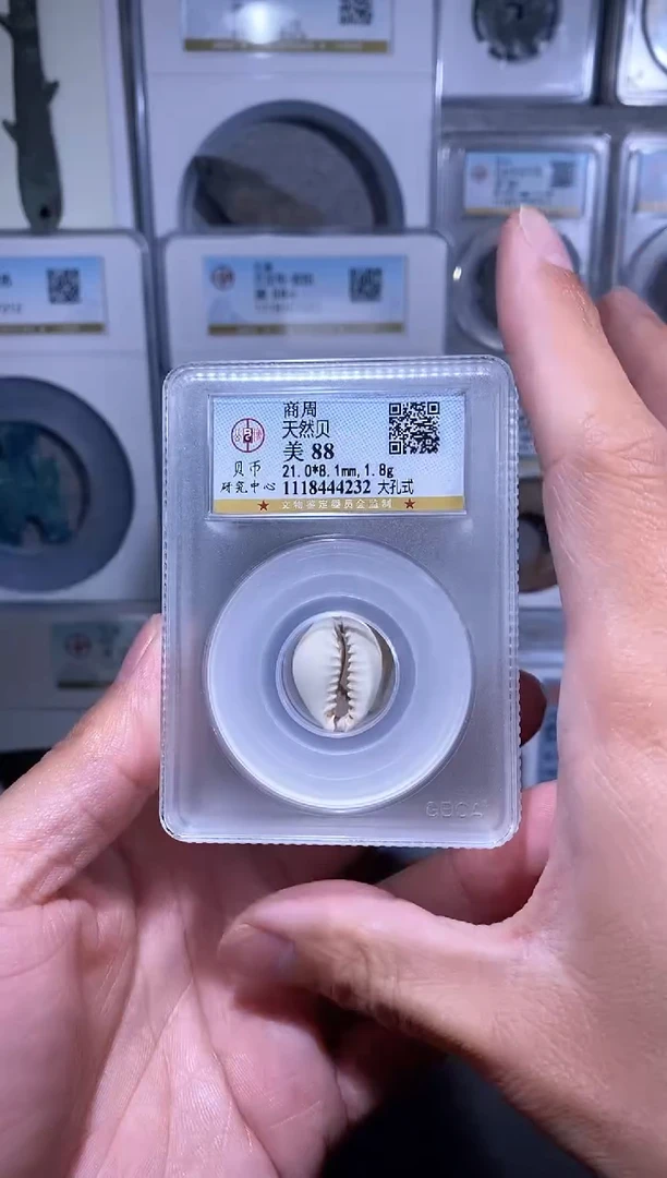 【闪购商品】铜品泉 天然海贝一枚