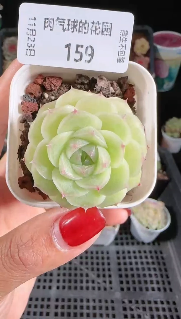 1123-159群生不包整
