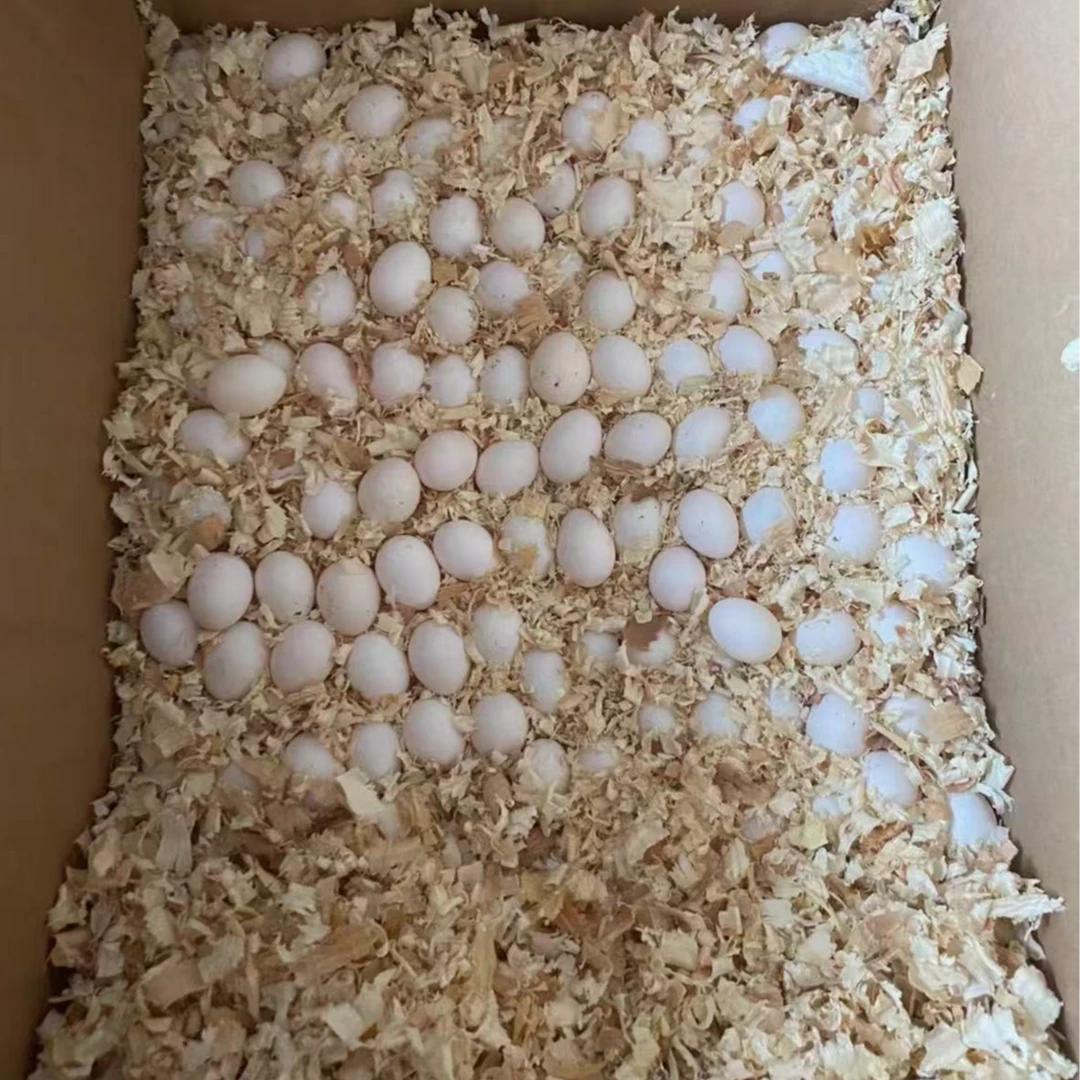 二号金太包受精包出壳