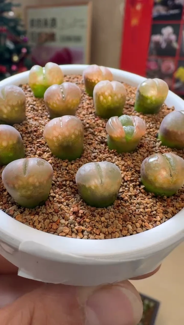 【闪购商品】19-25·c10一颗