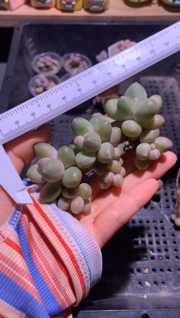 100元一颗双头灵空奶酪，可挑