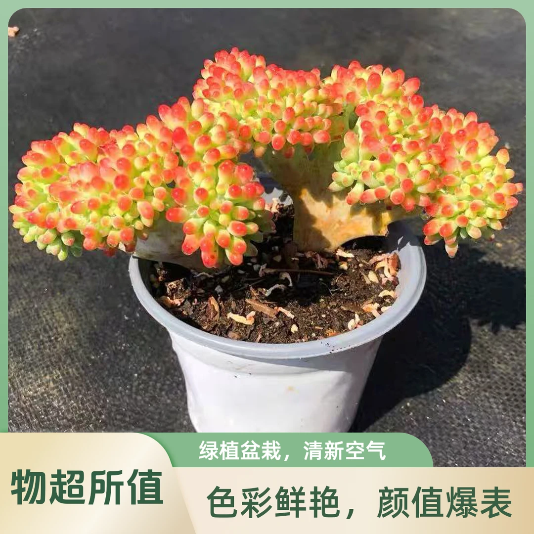 玉葡萄缀化多肉植物 （满18包邮）云南饭饭多肉新手养肉放阳台种植