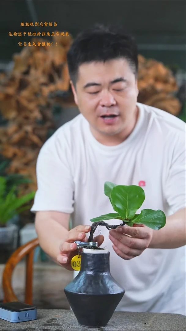 完全开放琴叶榕036+