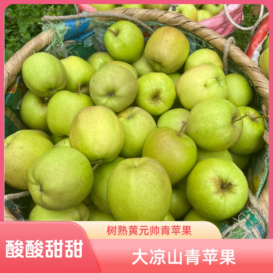 大凉山盐源青苹果树上熟金帅黄元帅苹果霜降储存果
