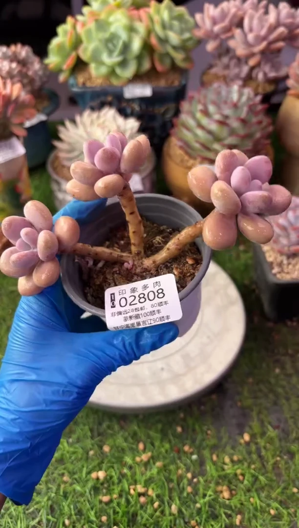 昆明印象多肉02808