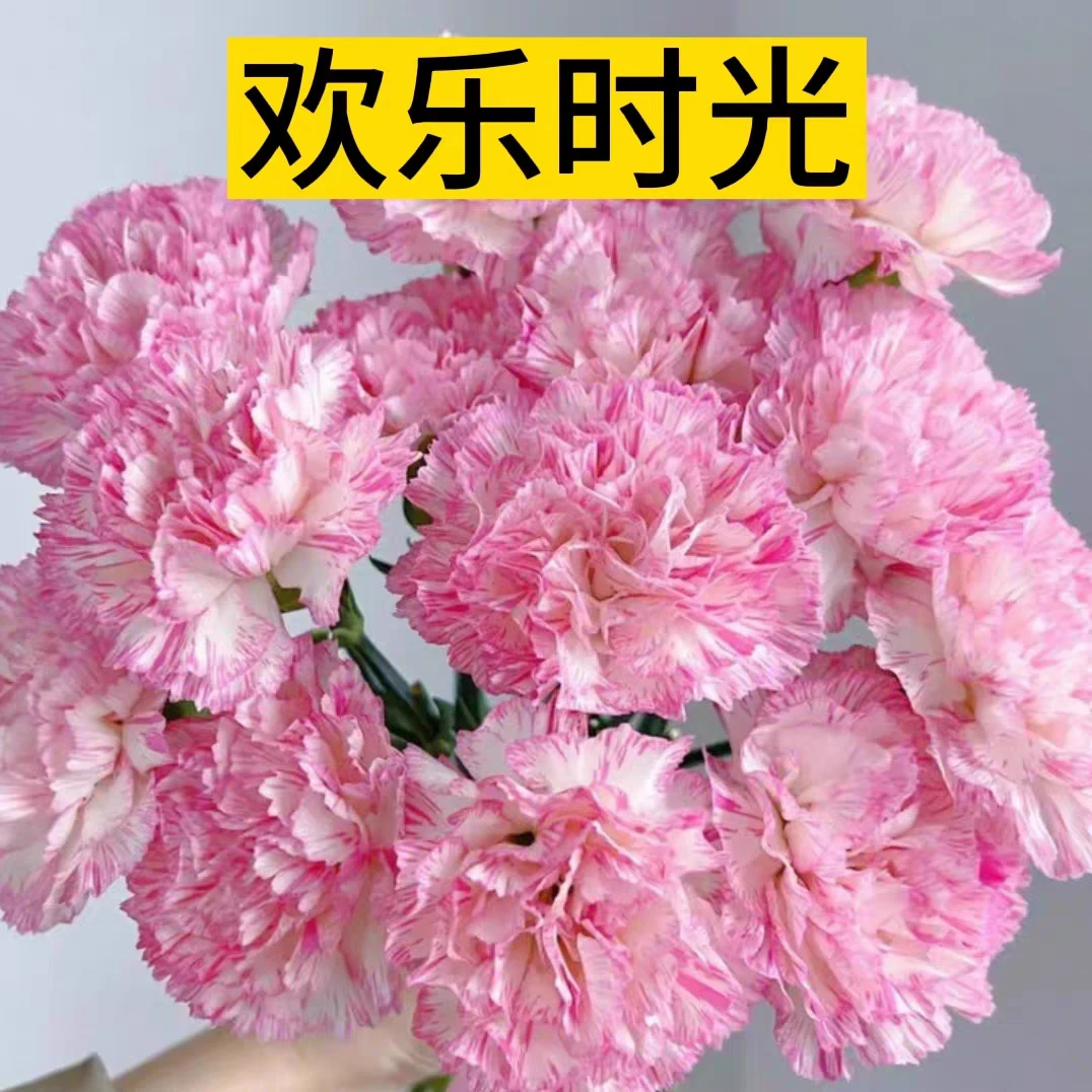 A级 欢乐时光 20支  康乃馨单头鲜花 云南基地发货