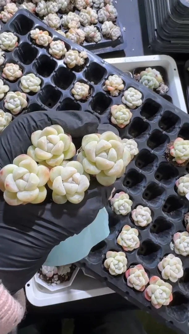 【闪购商品】07号到手8棵--江北一物一拍