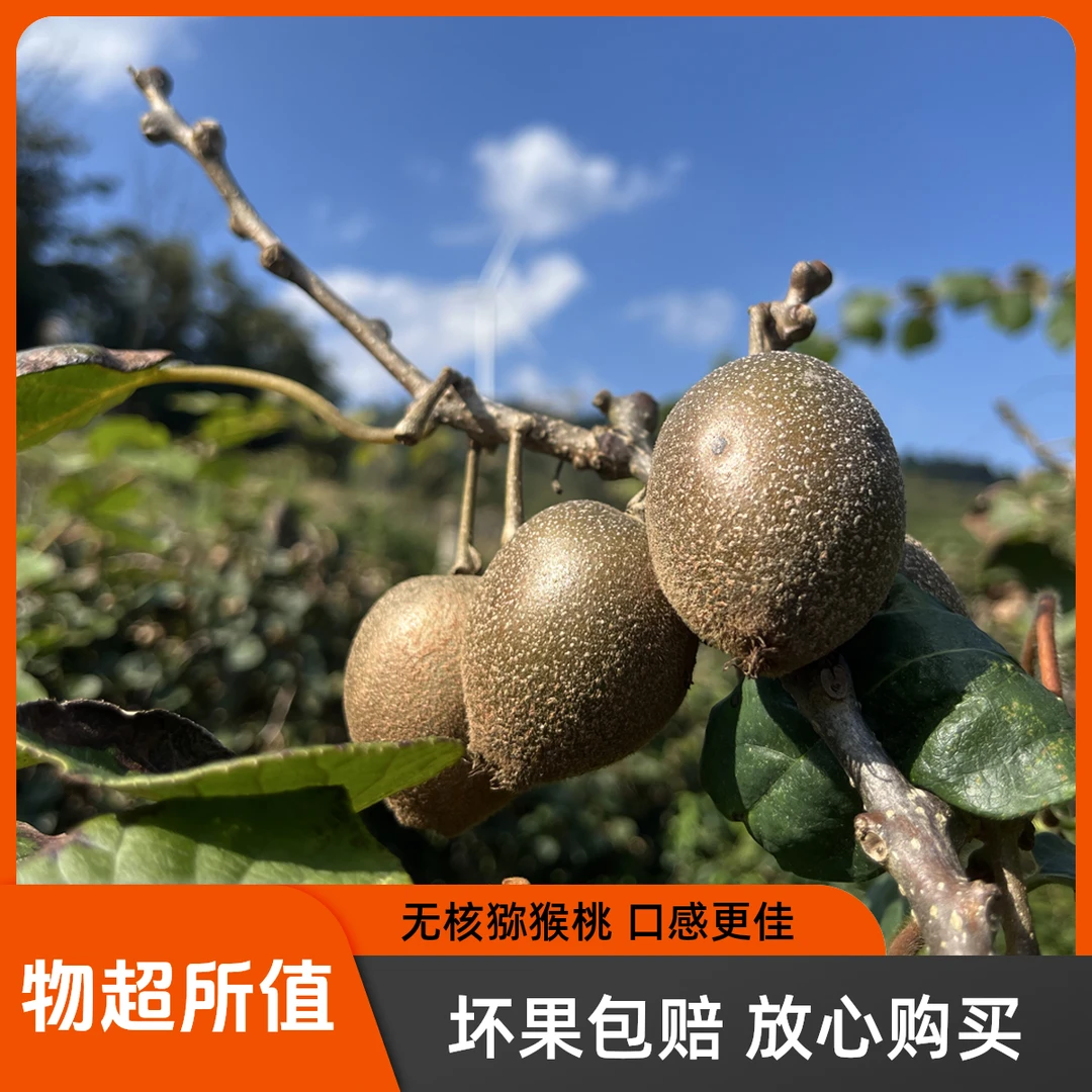 湖南高山雪峰山脉彷野生猕猴桃原产地直销产地直发软枣，坏果包赔