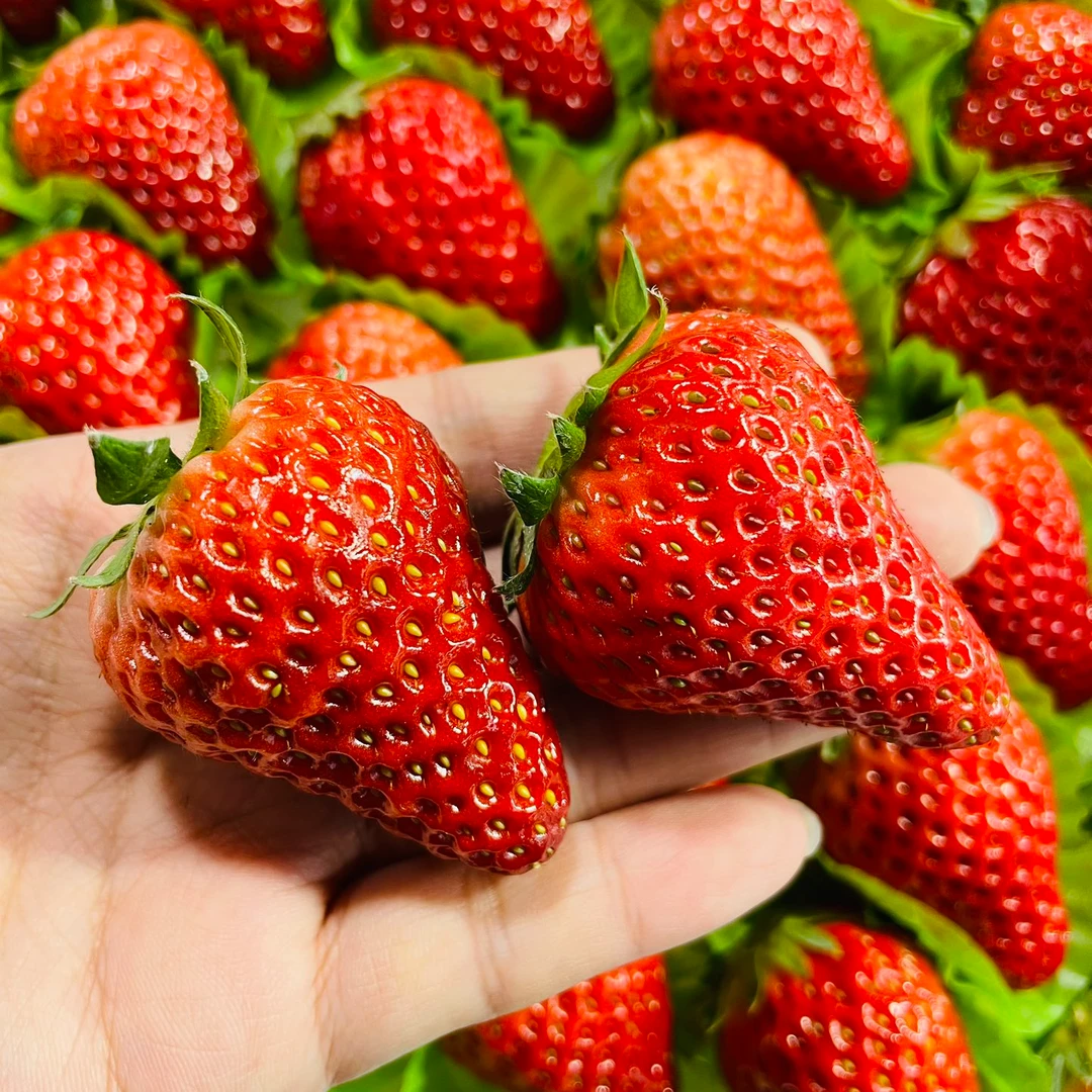 【丹东九九草莓大板5排蓝胶带】特价