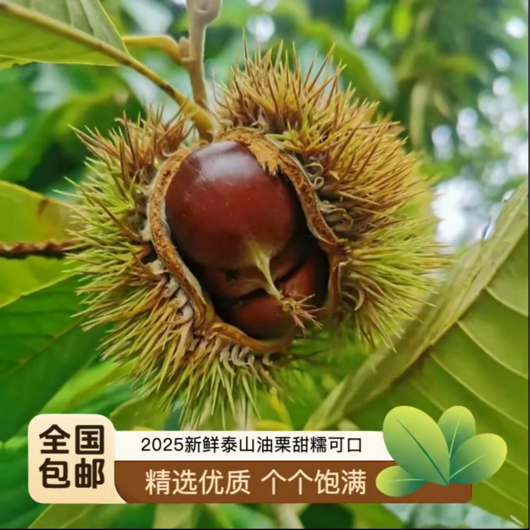 【千年贡品 泰山油栗】泰山老树油板栗