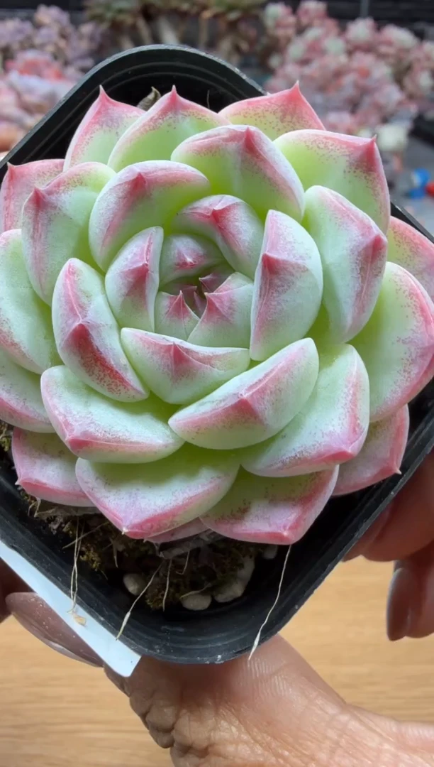 东云多肉园二店-03