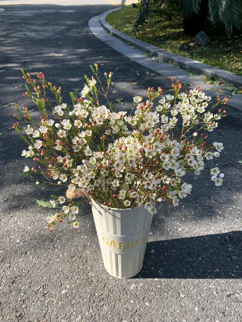 【白色】澳洲平头腊梅 开花发货 云南鲜花 鲜切花 家庭水培花