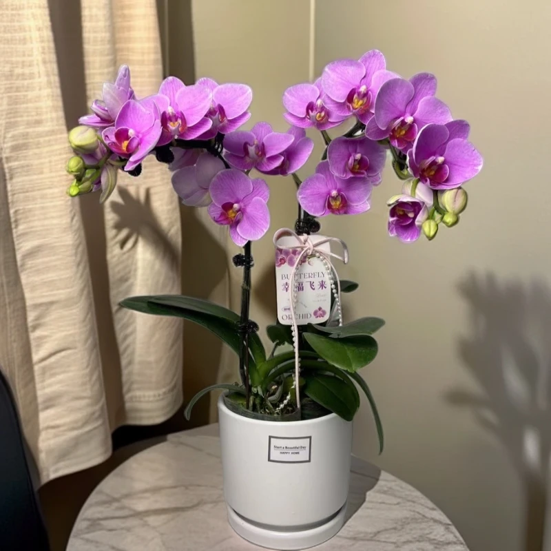 蝴蝶兰【路德曼】中花 室内好养 广州基地直发