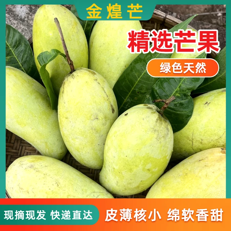正宗广东老树芒果金煌芒新鲜应季上市大软糯香甜多汁水果当季热卖