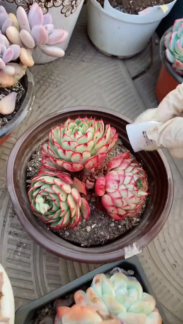 【闪购商品】23103