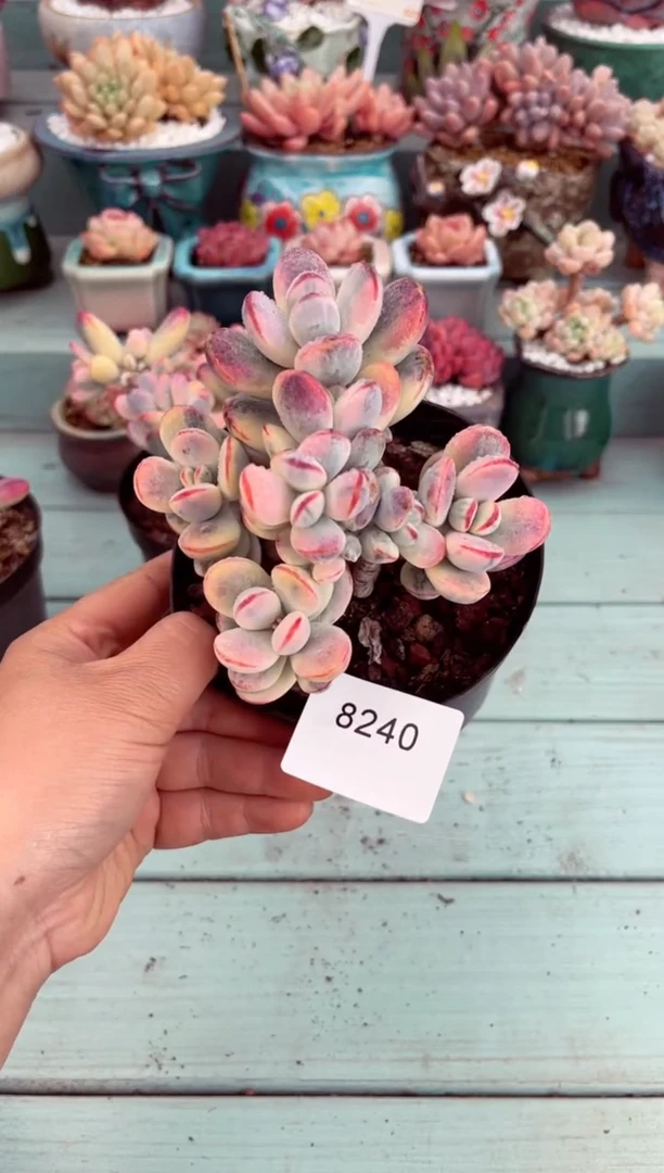 【闪购商品】8240群生乒乓福娘锦多肉