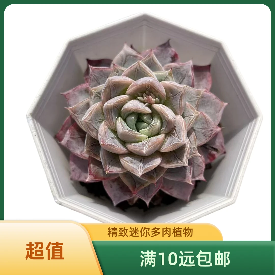 雪花珍妮个体拼满10元包邮多肉植物阳台庭院 办公 室新手好养好活