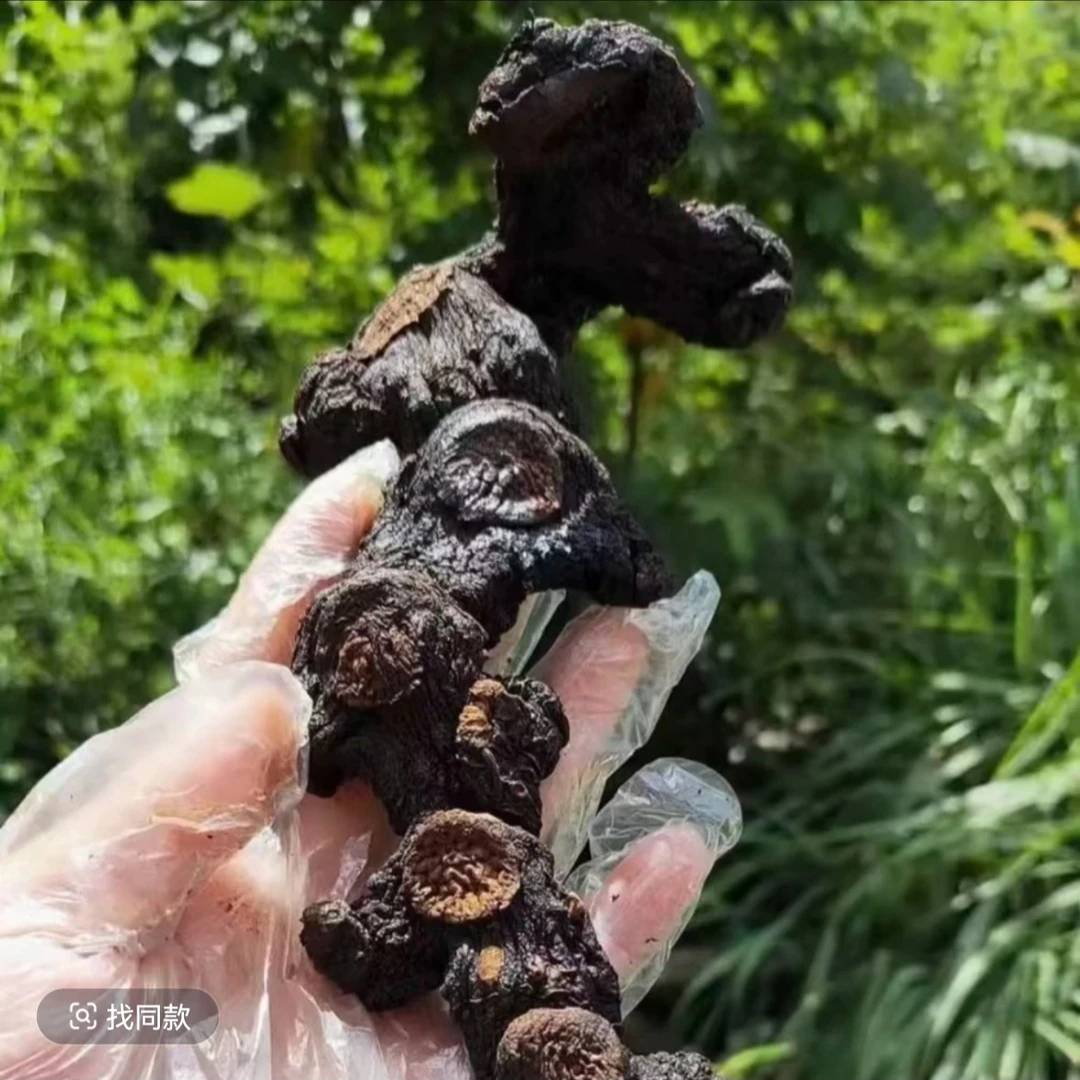 【深山土特产】农家传统工艺九晒可直接食用 泡水 泡酒 煲汤 5