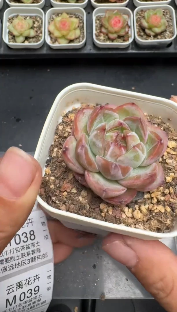 037M当天拍3颗包柚 带盆土纸巾打包 云禹花卉 珍妮多肉植物