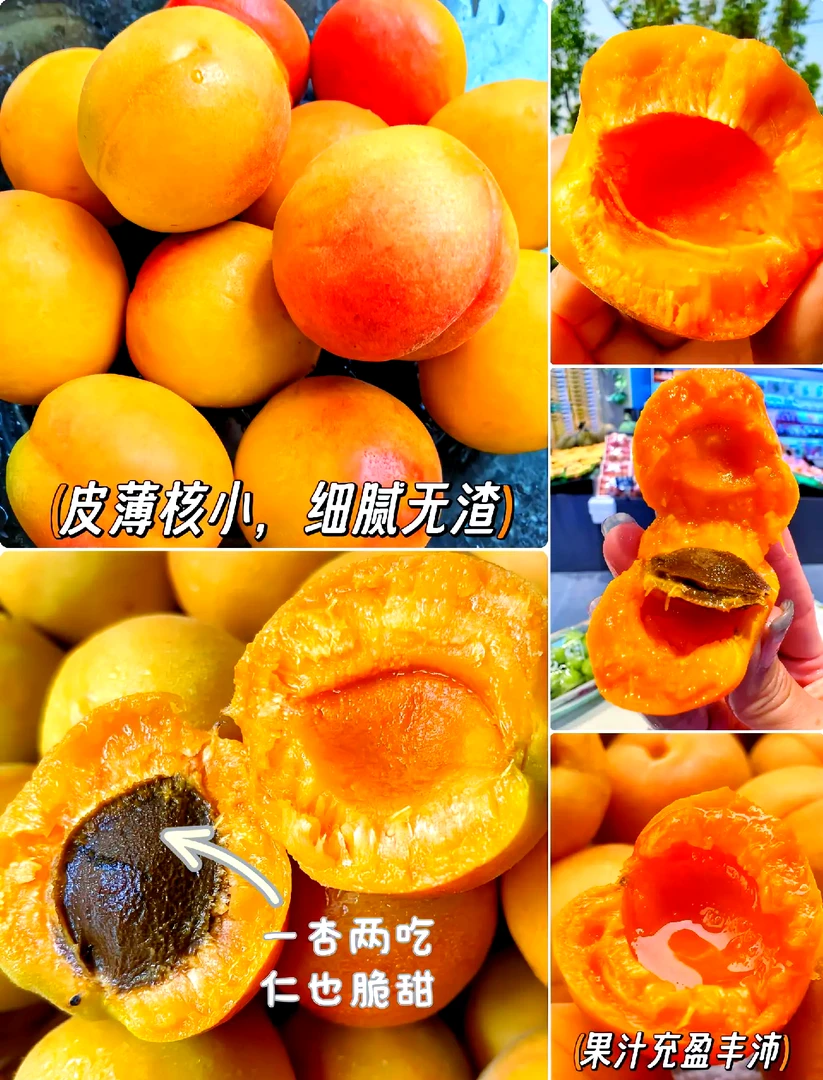 新疆库车小红杏.