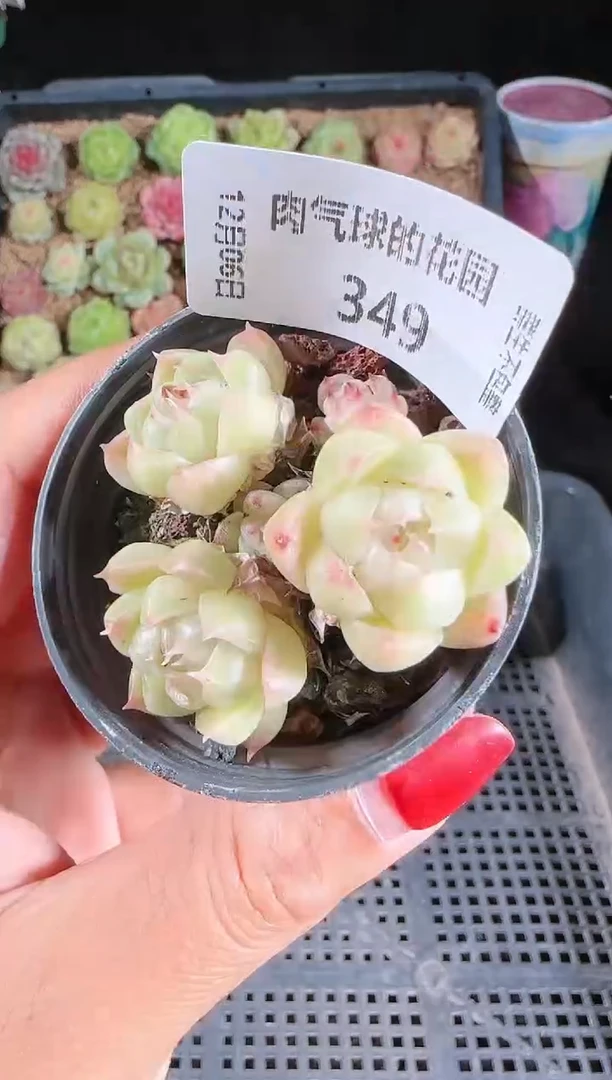 1206-349多肉群生不包整