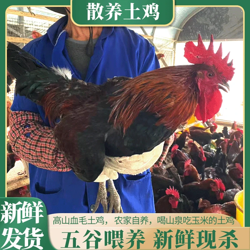 散养土鸡 新鲜发货高山散养五谷喂养肉质紧实肉嫩汤鲜满口醇香