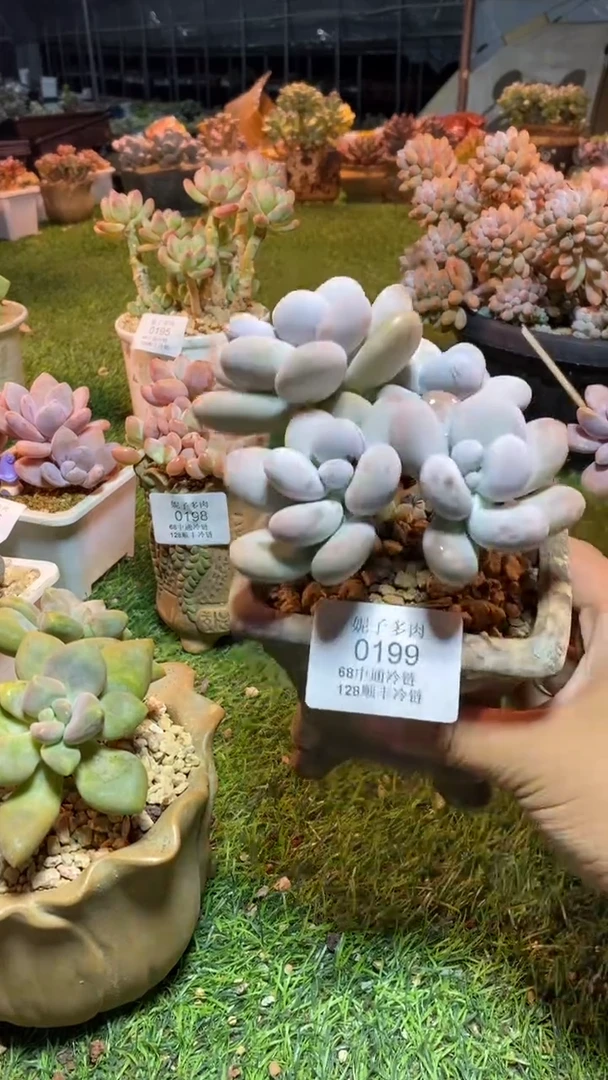 0199（满28包邮发货）