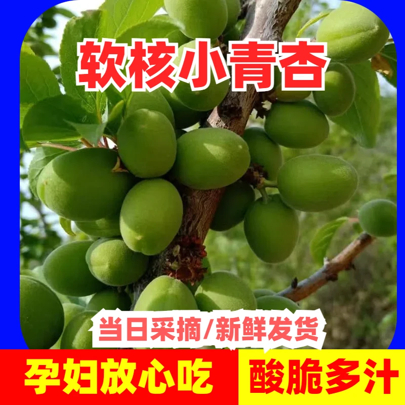 软核小青杏生吃酸杏子水果新鲜大青杏应季孕妇水果现摘脆酸绿杏子