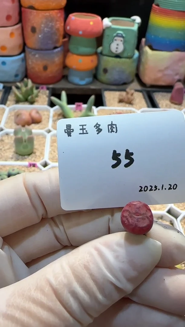 【闪购商品】25.1.20-55