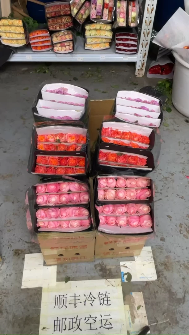 凯瑟琳20枝+紫霞20枝+火灵鸟20枝