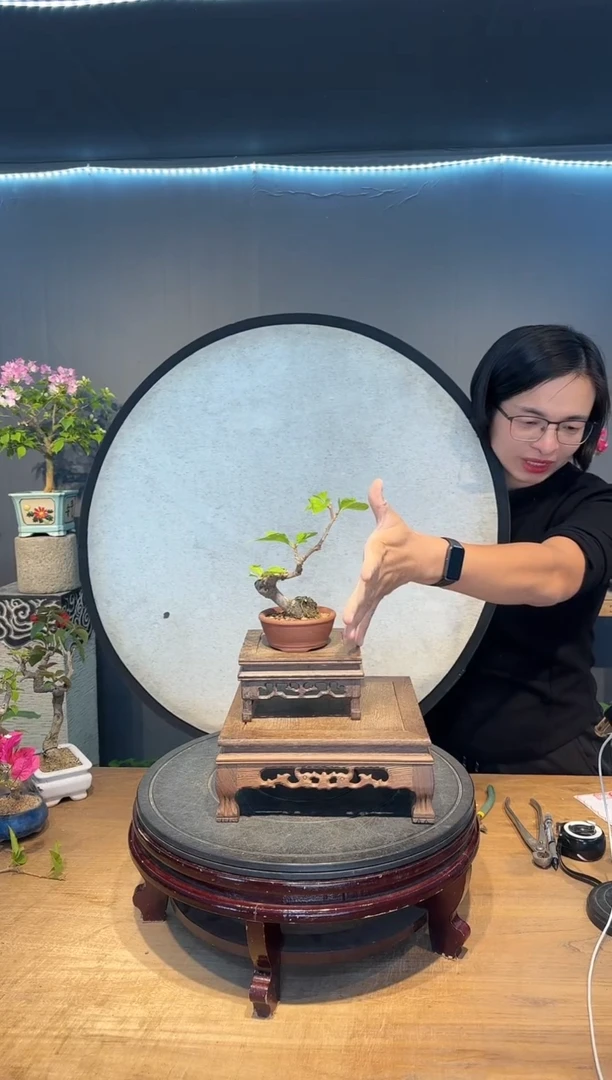 瘦*瘦三角梅中国红