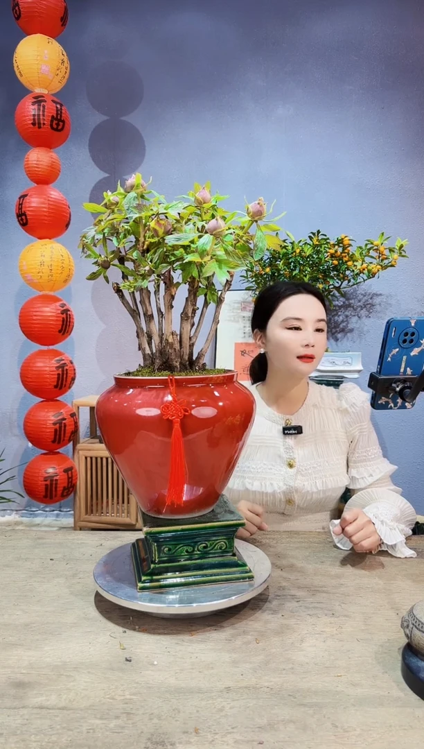 【闪购商品】盆景牡丹