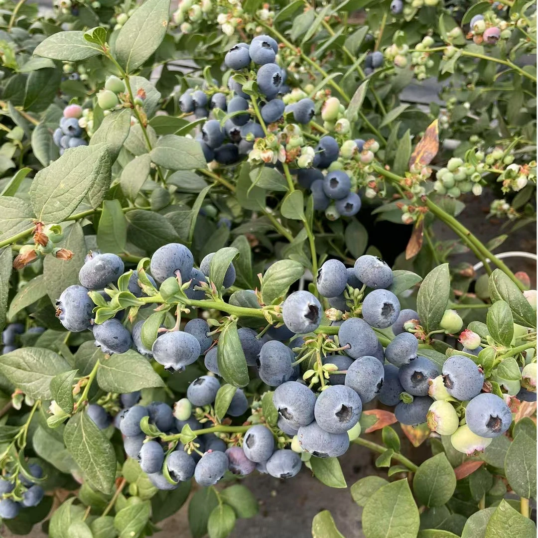 【带果发货】蓝莓树苗大棵南北方地区耐寒耐热家养蓝莓盆栽庭院地栽